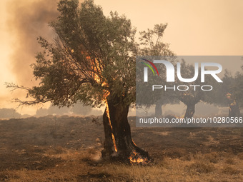 

Burning trees in Nea Zoi in Nea Peramos, a place near Megara, Greece on July 19, 2023. After three days, firefighters are still fighting t...