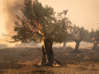 

Burning trees in Nea Zoi in Nea Peramos, a place near Megara, Greece on July 19, 2023. After three days, firefighters are still fighting t...