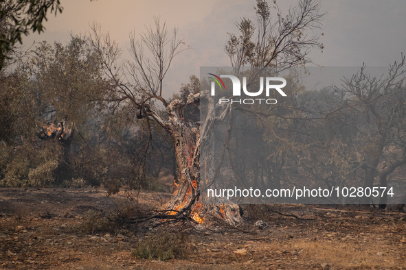 

Burning trees in Nea Zoi in Nea Peramos, a place near Megara, Greece on July 19, 2023. After three days, firefighters are still fighting t...