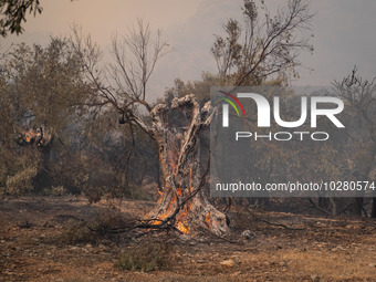 

Burning trees in Nea Zoi in Nea Peramos, a place near Megara, Greece on July 19, 2023. After three days, firefighters are still fighting t...