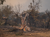 

Burning trees in Nea Zoi in Nea Peramos, a place near Megara, Greece on July 19, 2023. After three days, firefighters are still fighting t...