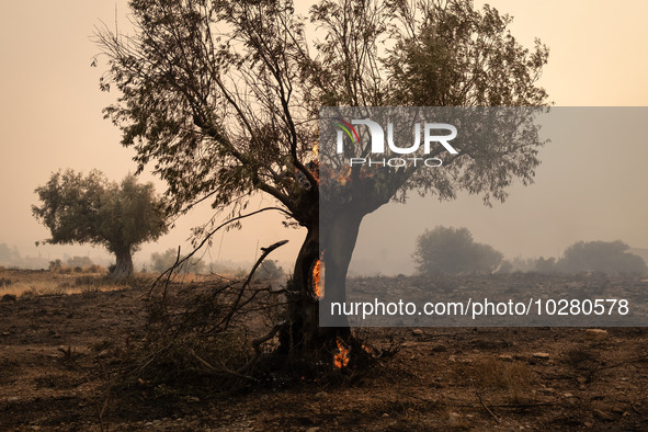 

Burning trees in Nea Zoi in Nea Peramos, a place near Megara, Greece on July 19, 2023. After three days, firefighters are still fighting t...