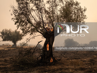 

Burning trees in Nea Zoi in Nea Peramos, a place near Megara, Greece on July 19, 2023. After three days, firefighters are still fighting t...