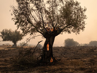 

Burning trees in Nea Zoi in Nea Peramos, a place near Megara, Greece on July 19, 2023. After three days, firefighters are still fighting t...