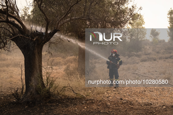 

Firefighters are trying to extinguish a wildfire in Nea Zoi, Nea Peramos, near Megara, Greece on July 19, 2023. After three days, firefigh...