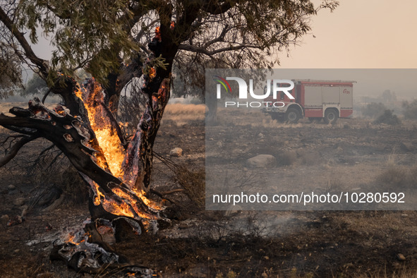 

Burning trees in Nea Zoi in Nea Peramos, a place near Megara, Greece on July 19, 2023. After three days, firefighters are still fighting t...