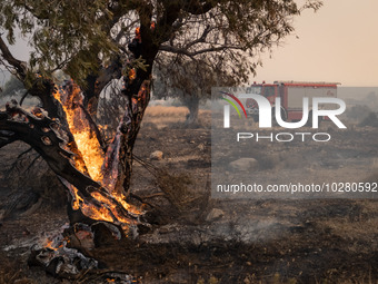 

Burning trees in Nea Zoi in Nea Peramos, a place near Megara, Greece on July 19, 2023. After three days, firefighters are still fighting t...