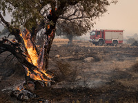 

Burning trees in Nea Zoi in Nea Peramos, a place near Megara, Greece on July 19, 2023. After three days, firefighters are still fighting t...