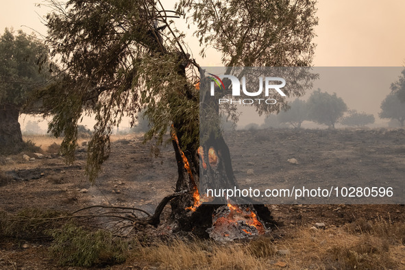 

Burning trees in Nea Zoi in Nea Peramos, a place near Megara, Greece on July 19, 2023. After three days, firefighters are still fighting t...