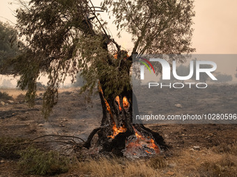 

Burning trees in Nea Zoi in Nea Peramos, a place near Megara, Greece on July 19, 2023. After three days, firefighters are still fighting t...