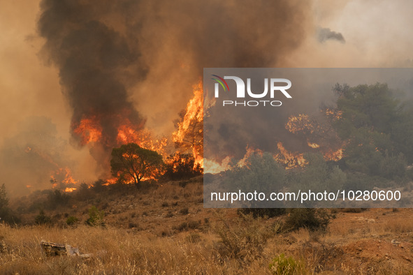 

Burning trees in Nea Zoi in Nea Peramos, a place near Megara, Greece on July 19, 2023. After three days, firefighters are still fighting t...