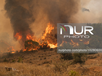 

Burning trees in Nea Zoi in Nea Peramos, a place near Megara, Greece on July 19, 2023. After three days, firefighters are still fighting t...