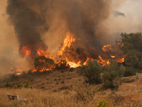 

Burning trees in Nea Zoi in Nea Peramos, a place near Megara, Greece on July 19, 2023. After three days, firefighters are still fighting t...