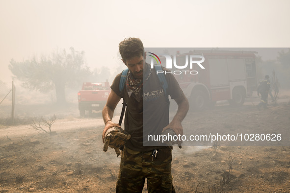 

A man is saving two turtles from the wildfire in Nea Zoi in Nea Peramos, a place near Megara, Greece on July 19, 2023. After three days, f...