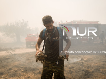 

A man is saving two turtles from the wildfire in Nea Zoi in Nea Peramos, a place near Megara, Greece on July 19, 2023. After three days, f...