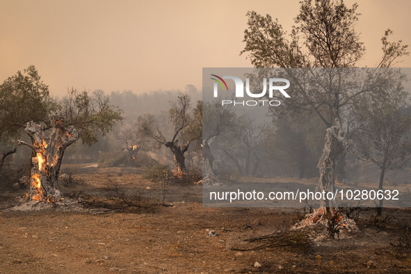 

Burning trees in Nea Zoi in Nea Peramos, a place near Megara, Greece on July 19, 2023. After three days, firefighters are still fighting t...