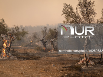 

Burning trees in Nea Zoi in Nea Peramos, a place near Megara, Greece on July 19, 2023. After three days, firefighters are still fighting t...