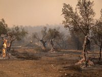 

Burning trees in Nea Zoi in Nea Peramos, a place near Megara, Greece on July 19, 2023. After three days, firefighters are still fighting t...