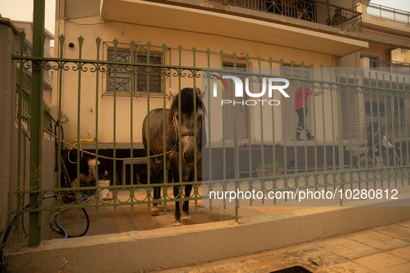 

Athens, Greece, on July 18th, 2023, Greek firefighters are at the Dervenohoria wildfire front. 