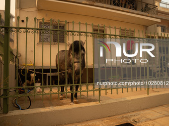 

Athens, Greece, on July 18th, 2023, Greek firefighters are at the Dervenohoria wildfire front. (