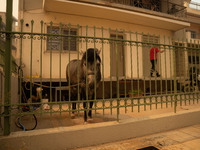 

Athens, Greece, on July 18th, 2023, Greek firefighters are at the Dervenohoria wildfire front. (