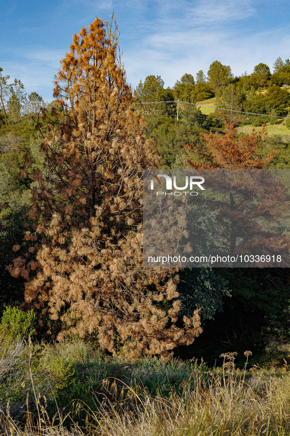 Drought, Fire And Pest Infestations Devastate California Forests. Penn Valley, 2022.  Trees Across California, Idaho, Montana and Other West...