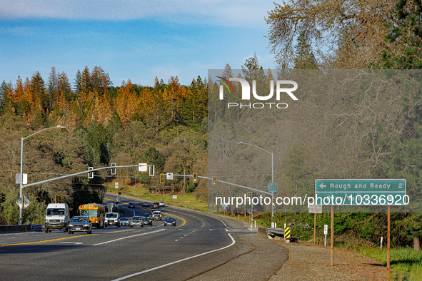 Drought, Fire And Pest Infestations Devastate California Forests. Penn Valley, 2022.  Trees Across California, Idaho, Montana and Other West...