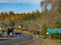 Drought, Fire And Pest Infestations Devastate California Forests. Penn Valley, 2022.  Trees Across California, Idaho, Montana and Other West...