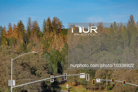 Drought, Fire And Pest Infestations Devastate California Forests. Penn Valley, 2022.  Trees Across California, Idaho, Montana and Other West...