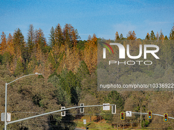 Drought, Fire And Pest Infestations Devastate California Forests. Penn Valley, 2022.  Trees Across California, Idaho, Montana and Other West...