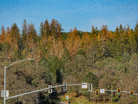 Drought, Fire And Pest Infestations Devastate California Forests. Penn Valley, 2022.  Trees Across California, Idaho, Montana and Other West...