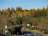 Drought, Fire And Pest Infestations Devastate California Forests. Penn Valley, 2022.  Trees Across California, Idaho, Montana and Other West...