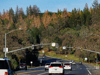 Drought, Fire And Pest Infestations Devastate California Forests. Penn Valley, 2022.  Trees Across California, Idaho, Montana and Other West...