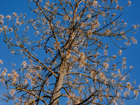 Drought, Fire And Pest Infestations Devastate California Forests. Penn Valley, 2022.  Trees Across California, Idaho, Montana and Other West...