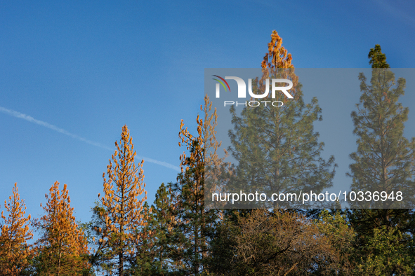 Drought, Fire And Pest Infestations Devastate California Forests. Penn Valley, 2022.  Trees Across California, Idaho, Montana and Other West...