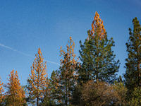 Drought, Fire And Pest Infestations Devastate California Forests. Penn Valley, 2022.  Trees Across California, Idaho, Montana and Other West...