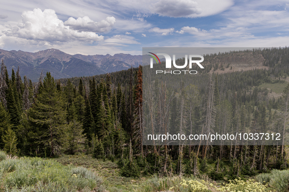 Drought, fire and pest infestations impact Idaho forests in the Sawtooth Mountains, Idaho,on  July 22, 2023. Trees across California, Idaho,...