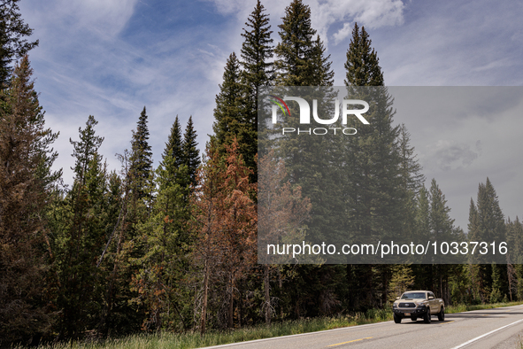 Drought, fire and pest infestations impact Idaho forests in the Sawtooth Mountains, Idaho,on  July 22, 2023. Trees across California, Idaho,...