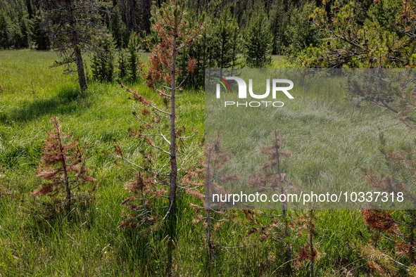 Drought, fire and pest infestations impact Idaho forests in the Sawtooth Mountains, Idaho,on  July 22, 2023. Trees across California, Idaho,...