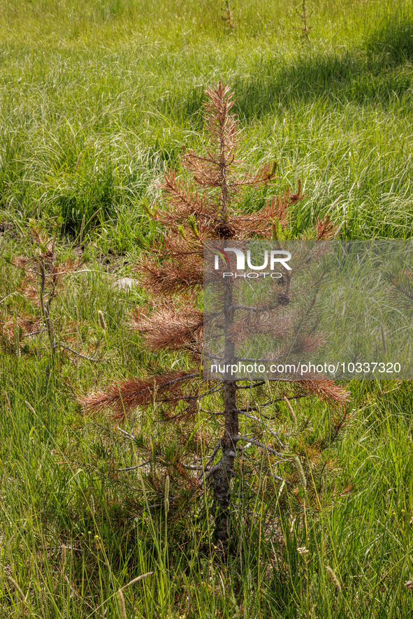 Drought, fire and pest infestations impact Idaho forests in the Sawtooth Mountains, Idaho,on  July 22, 2023. Trees across California, Idaho,...