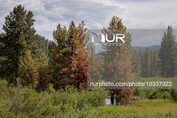 Drought, fire and pest infestations impact Idaho forests in the Sawtooth Mountains, Idaho,on  July 22, 2023. Trees across California, Idaho,...