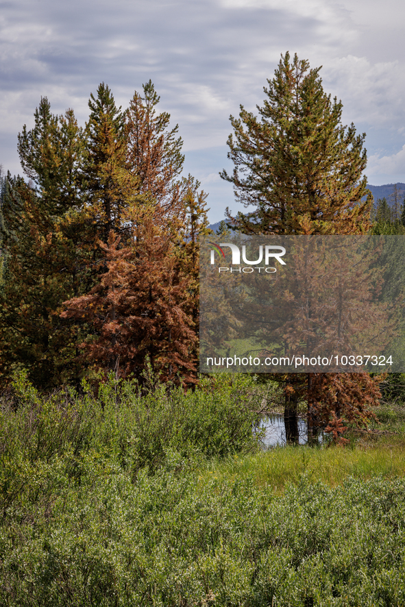 Drought, fire and pest infestations impact Idaho forests in the Sawtooth Mountains, Idaho,on  July 22, 2023. Trees across California, Idaho,...