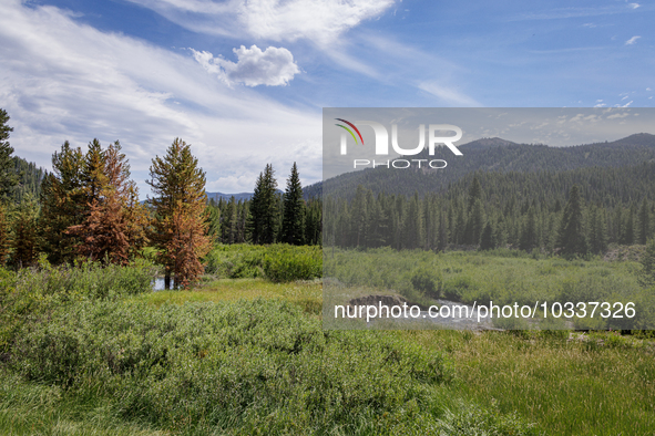 Drought, fire and pest infestations impact Idaho forests in the Sawtooth Mountains, Idaho,on  July 22, 2023. Trees across California, Idaho,...