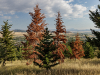 Drought, fire and pest infestations impact Montana forests in the western side of the state, including the Bitterroot Valley and the state c...