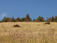 Drought, fire and pest infestations impact Montana forests in the western side of the state, including the Bitterroot Valley and the state c...