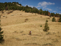 Drought, fire and pest infestations impact Montana forests in the western side of the state, including the Bitterroot Valley and the state c...