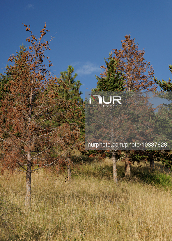 Drought, fire and pest infestations impact Montana forests in the western side of the state, including the Bitterroot Valley and the state c...