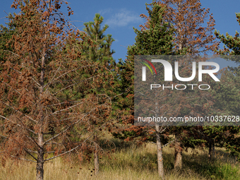 Drought, fire and pest infestations impact Montana forests in the western side of the state, including the Bitterroot Valley and the state c...