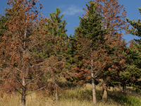 Drought, fire and pest infestations impact Montana forests in the western side of the state, including the Bitterroot Valley and the state c...