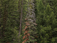 Drought, fire and pest infestations impact Montana forests in the western side of the state, including the Bitterroot Valley and the state c...